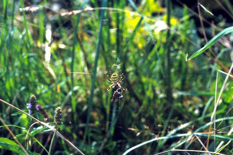 Argiope_bruennichi_P1464_Z_75_Les Gris_Frankrijk.jpg